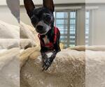 Small Chihuahua