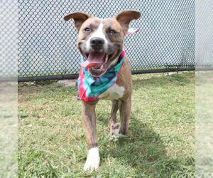 American Staffordshire Terrier Dogs for adoption in San Antonio, TX, USA