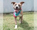 Small American Staffordshire Terrier