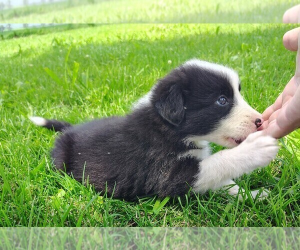 Medium Photo #8 Border Collie Puppy For Sale in NORBORNE, MO, USA