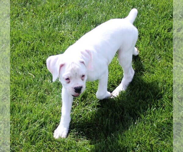 Medium Photo #4 Boxer Puppy For Sale in SHIPSHEWANA, IN, USA