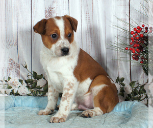 Boston Cattle Dog Puppy for sale in PENNS CREEK, PA, USA