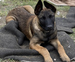 Small Photo #13 Belgian Malinois Puppy For Sale in ONTARIO, CA, USA