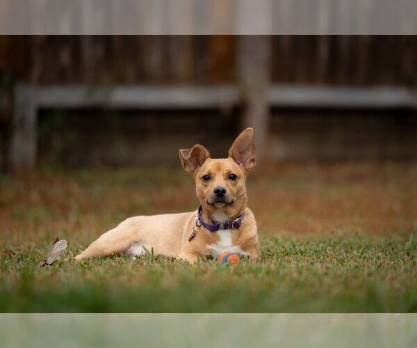 Medium Photo #1 Chiweenie Puppy For Sale in Princeton, MN, USA
