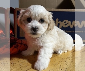 Mal-Shi Puppy for sale in LEONARD, MN, USA