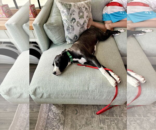 Medium Photo #8 Labrador Retriever-Unknown Mix Puppy For Sale in San Juan Capistrano, CA, USA