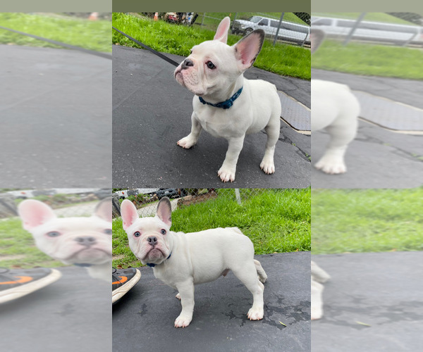 Medium Photo #1 French Bulldog Puppy For Sale in NEWHALL, CA, USA
