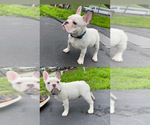 Small Photo #1 French Bulldog Puppy For Sale in NEWHALL, CA, USA