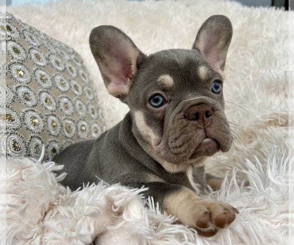 Medium Photo #1 French Bulldog Puppy For Sale in FORT LAUDERDALE, FL, USA