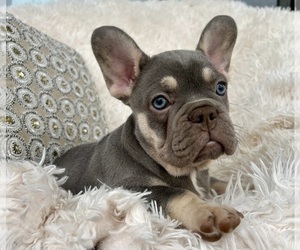 French Bulldog Puppy for sale in FORT LAUDERDALE, FL, USA