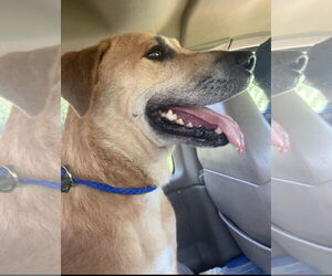 Oliver (in foster) - Female Labrador Retriever-Unknown Mix Dog for Adoption - Photo #3