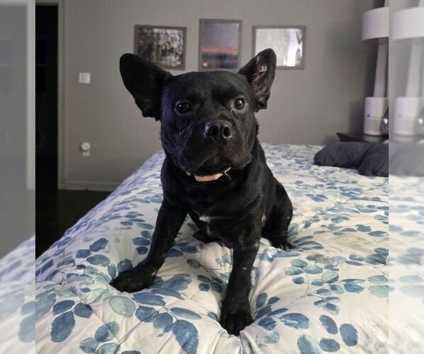 Medium Photo #8 French Bulldog-Unknown Mix Puppy For Sale in Boston, MA, USA
