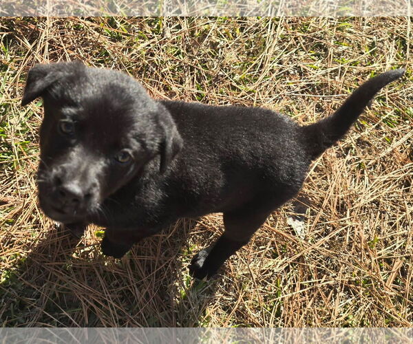 Medium Photo #3 Labrador Retriever-Unknown Mix Puppy For Sale in Alexander, AR, USA