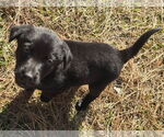 Small #2 Labrador Retriever Mix