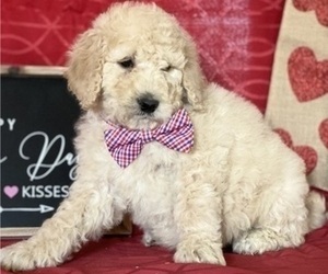 Goldendoodle Puppy for sale in LANCASTER, PA, USA