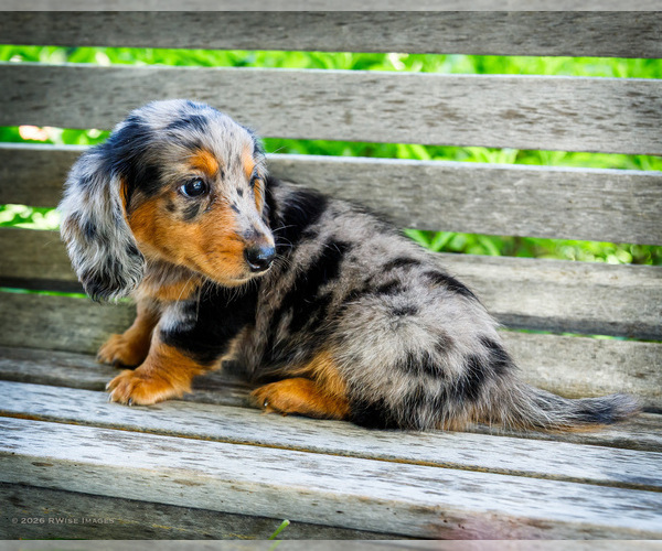 Medium Photo #7 Dachshund Puppy For Sale in WAKARUSA, IN, USA
