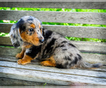 Small #6 Dachshund