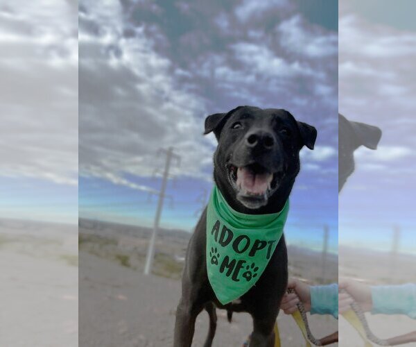 Medium Photo #11 Labrador Retriever-Unknown Mix Puppy For Sale in phoenix, AZ, USA