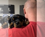 Small #12 Rottweiler