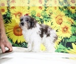 Birdie - Female Goldendoodle (Miniature) Puppy for Sale - Photo #13