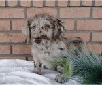 Small Photo #1 Labradoodle-Poodle (Miniature) Mix Puppy For Sale in FREDERICKSBG, OH, USA