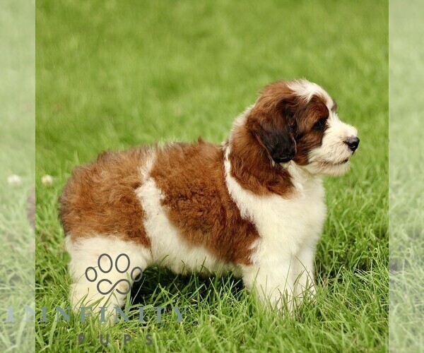 Medium Photo #5 Bernedoodle (Miniature) Puppy For Sale in NEW HOLLAND, PA, USA