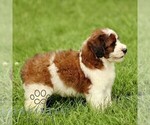 Small #4 Bernedoodle (Miniature)