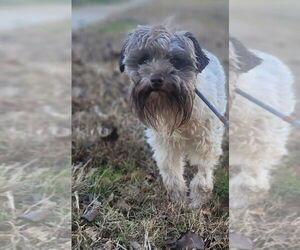 Mutt Dogs for adoption in New York, NY, USA