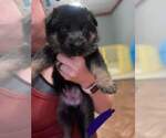 Small Photo #10 German Shepherd Dog Puppy For Sale in GEORGETOWN, TN, USA