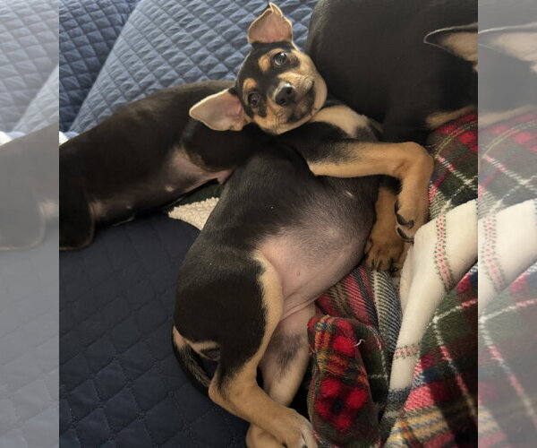 Medium Photo #3 Mutt Puppy For Sale in Brooklyn Center, MN, USA