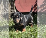 Small #4 Dachshund
