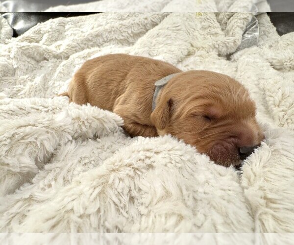 Medium Photo #5 Golden Retriever Puppy For Sale in COEUR D ALENE, ID, USA