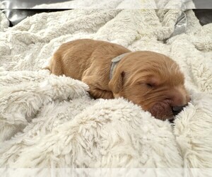 Medium Golden Retriever