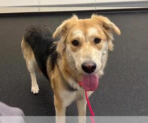 German Shepherd Dog-Unknown Mix Dogs for adoption in Pasadena, CA, USA