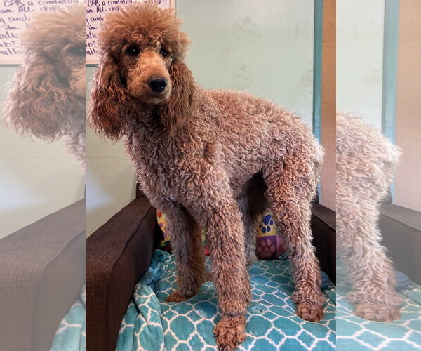 Medium Photo #4 Poodle (Standard) Puppy For Sale in Pacolet, SC, USA