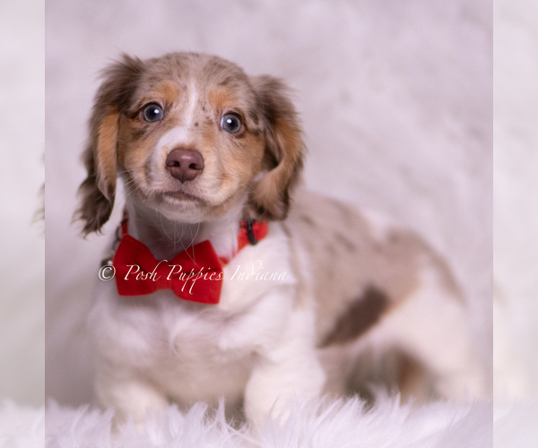 Medium Photo #81 Dachshund Puppy For Sale in WARSAW, IN, USA