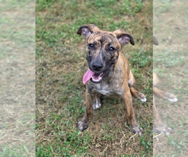 Medium Photo #8 Labrador Retriever-Unknown Mix Puppy For Sale in McDonough, GA, USA
