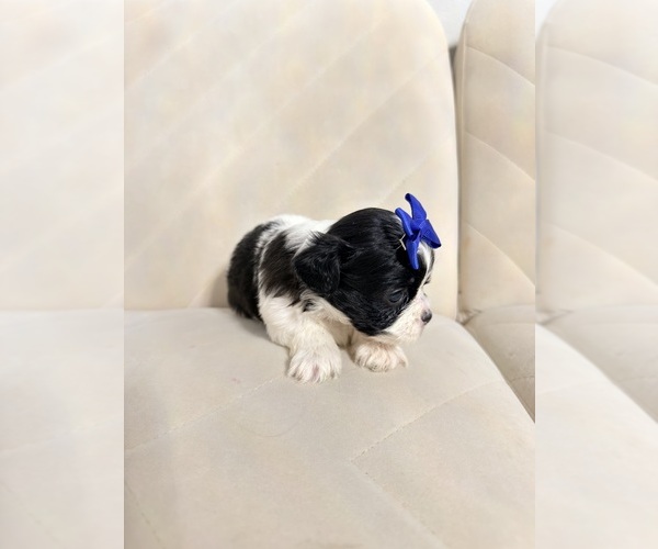 Medium Photo #17 Shih Tzu Puppy For Sale in LANCASTER, CA, USA