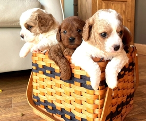 Cavapoo Puppy for Sale in FINDLAY, Ohio USA