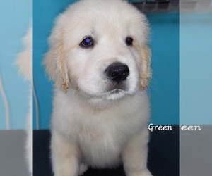 English Cream Golden Retriever Puppy for sale in CLANTON, AL, USA