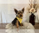 Trey - Male Yorkshire Terrier Puppy for Sale - Photo #3