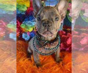 French Bulldog Puppy for sale in HEATHROW, FL, USA