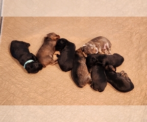 YorkiePoo Litter for sale in BLUE MOUND, TX, USA