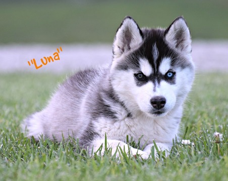 Medium Photo #1 Siberian Husky Puppy For Sale in BEVERLY, OH, USA