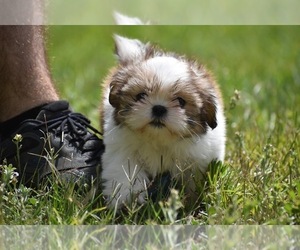 Daniff Puppy for sale in PALM COAST, FL, USA