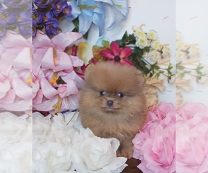 Pomeranian Puppy for sale in BEVERLY HILLS, CA, USA