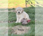 Small Photo #5 Golden Retriever Puppy For Sale in CHIPPEWA FALLS, WI, USA