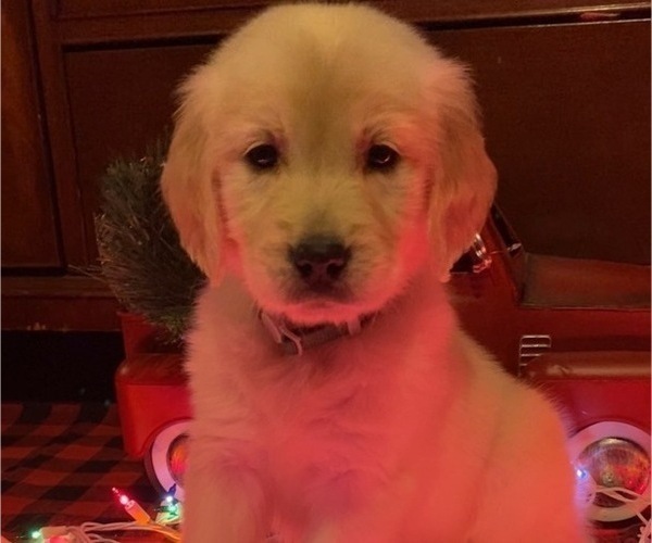 Medium Photo #1 Golden Retriever Puppy For Sale in EVART, MI, USA
