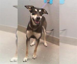 Labrador Retriever-Siberian Husky Mix Dogs for adoption in Las Vegas, NV, USA