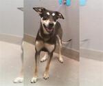 Small Labrador Retriever-Siberian Husky Mix